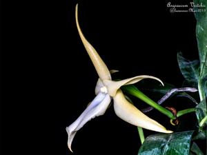 Angraecum Veitchii