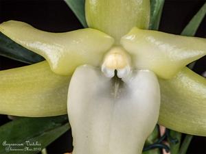 Angraecum Veitchii