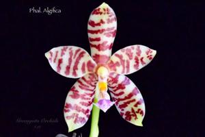 Phalaenopsis Algifica