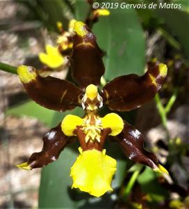 Oncidium Tai-Pow