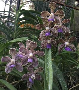 Vanda Ricky Perez