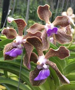 Vanda Ricky Perez