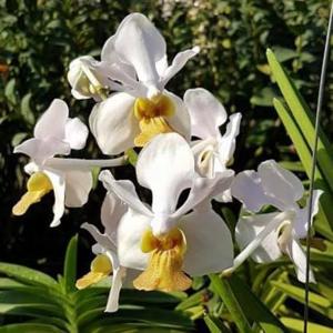 Papilionanda Lim Chiauw