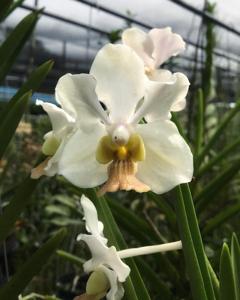 Papilionanda Lim Chiauw