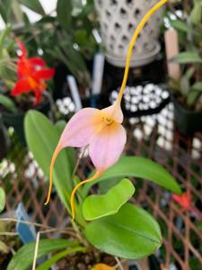 Masdevallia Kabouter