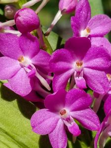 Vandachostylis Lilac Blossom