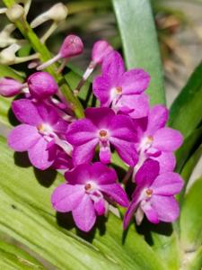 Vandachostylis Lilac Blossom