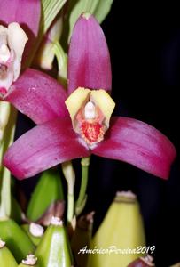 Lycaste Lucianii