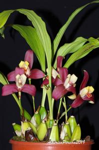 Lycaste Lucianii