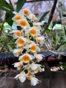 Dendrobium densiflorum-guibertii