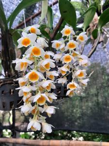 Dendrobium densiflorum-guibertii