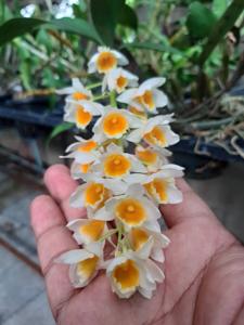 Dendrobium densiflorum-guibertii