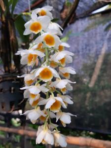 Dendrobium densiflorum-guibertii