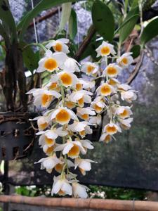 Dendrobium densiflorum-guibertii