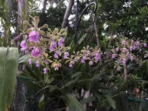 Encyclia Nina Chin