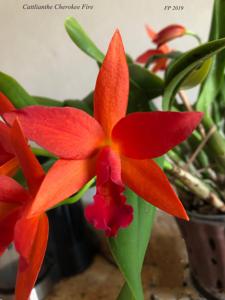 Cattlianthe Cherokee Fire