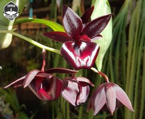 Catamodes Jumbo Rubytex