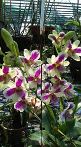 Dendrobium Burana Fancy