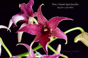 Dendrobium Hawaii Spectacular