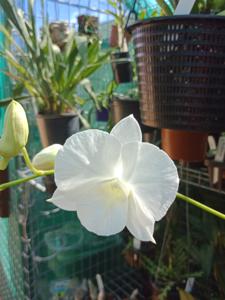 Dendrobium Fraser's White Lady