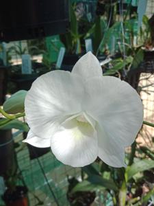 Dendrobium Fraser's White Lady