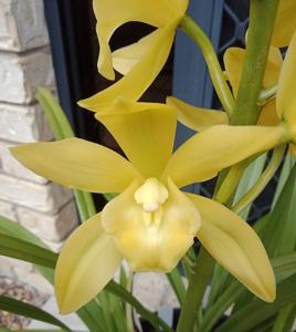 Cymbidium Hawaiian Gold