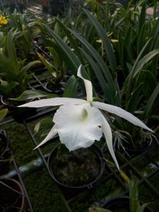 Brassocattleya Interdosa