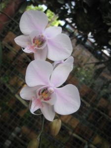 Phalaenopsis leucorrhoda