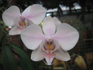 Phalaenopsis leucorrhoda