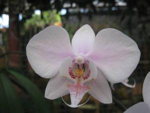 Phalaenopsis leucorrhoda