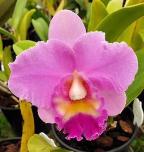 Cattleya Rosella Bells