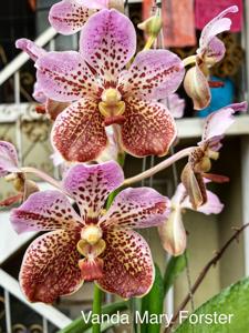 Vanda Mary Foster