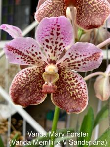 Vanda Mary Foster