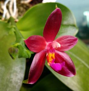 Phalaenopsis Valentinii