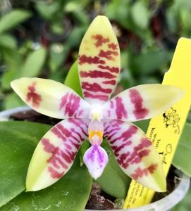 Phalaenopsis Tetrasambo-Tying Shin Fly Eagle