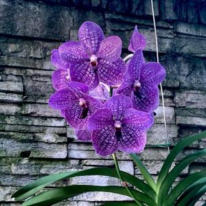 Vanda Rothschildiana