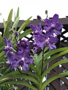 Vanda Violeta