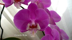 Phalaenopsis Hilo Lip