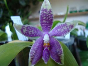 Phalaenopsis Corning's Violet