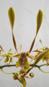 Dendrobium Klaten Bersinar