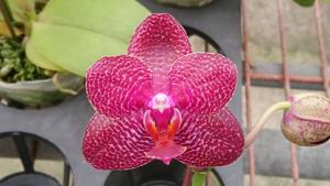 Phalaenopsis Zheng Min Ostrich