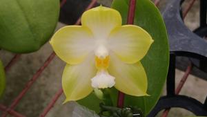 Phalaenopsis Zheng Min Mica