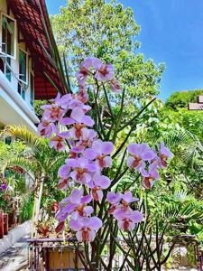 Papilionanthe Mandai Gardens