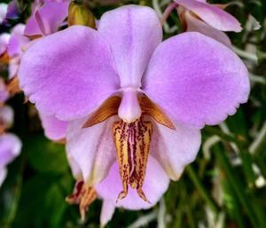 Papilionanthe Mandai Gardens