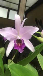 Laeliocatanthe Cielito Lindo