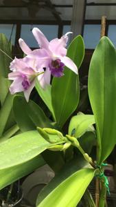 Laeliocatanthe Cielito Lindo