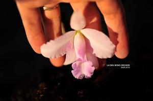 Cattleya Memoria Alberto Wenzel