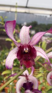 Dendrobium Indonesia Raya