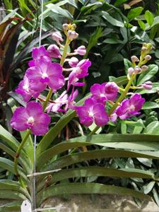 Vandachostylis Ponpimol-merrillii--Sasicha