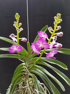 Vandachostylis Ponpimol-merrillii--Sasicha